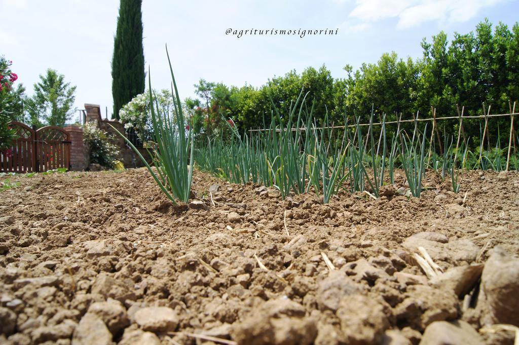 Agriturismo Signorini Orciatico Zewnętrze zdjęcie